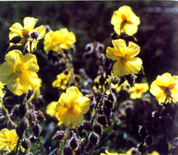 Flores